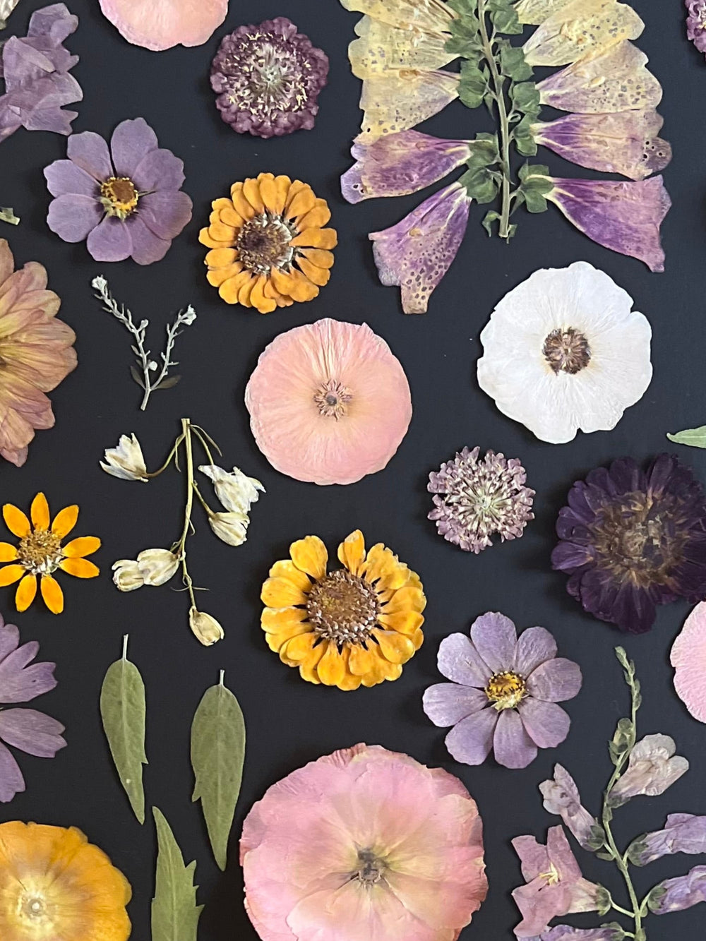 A close-up of various pressed flowers in shades of purple, yellow, and pink, arranged on a black background. The composition includes different flower shapes, petals, and leaves, showcasing the delicate beauty of dried florals.